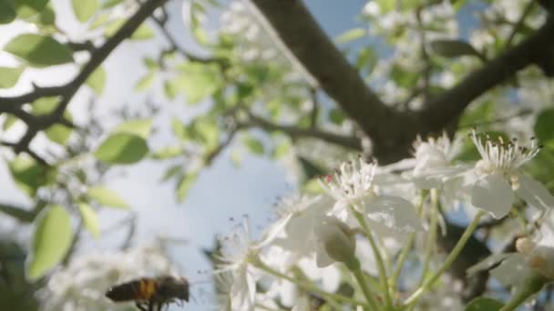 Eine Biene Sammelt Pollen Und Bestäubt Birnenblüten Unter Den Sonnigen — Stockvideo