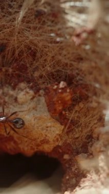 Dikey video. Karıncalar parlak güneşin altındaki kumdaki yuvalarından rahatça çıkarlar, makro..