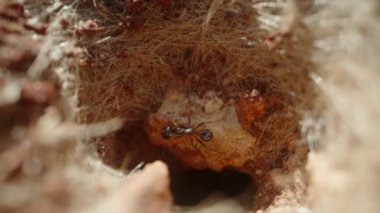 Karıncalar parlak güneşin altındaki kumdaki yuvalarından rahatça çıkarlar, makro..