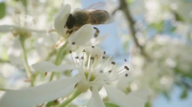Beyaz armut üzerinde bir arı mavi gökyüzünün arka planında çiçek açar, makro.