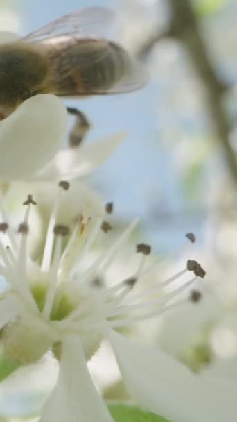Vertikales Video Eine Biene Auf Weißer Birne Blüht Vor Dem — Stockvideo