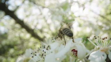 Bir arı yaprakların gölgesinde çiçek açan armut ağacında emekler ve nektar toplar. Makro.