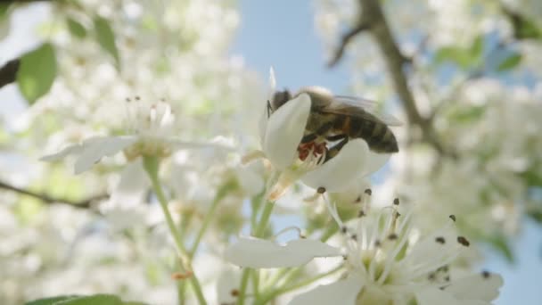 Ape Raccoglie Polline Miele Sui Fiori Pera Sotto Sole Primaverile — Video Stock