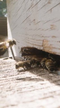 Dikey video. Arılar çalışmakla, bal toplamakla meşguller. Kovanlarından geri ve ileri uçarlar..