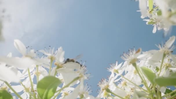 Kamera Pohybuje Větvemi Kvetoucího Hruškovníku Bílými Květy Včelami Sbírajícími Nektar — Stock video