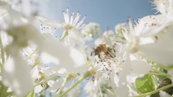 Eine Biene Auf Weißer Birne Blüht Unter Blauem Himmel Und — Stockvideo