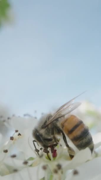 Vertical Video Bee White Flower Collects Pollen Flowering Pear Tree — Stock Video