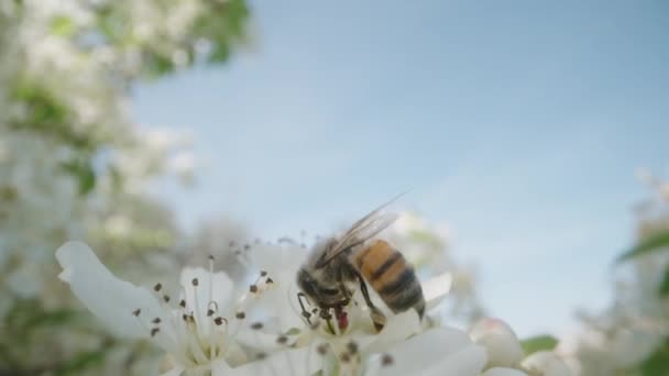 Egy Méh Egy Fehér Virágon Virágport Gyűjt Virágzó Körtefa Kék — Stock videók