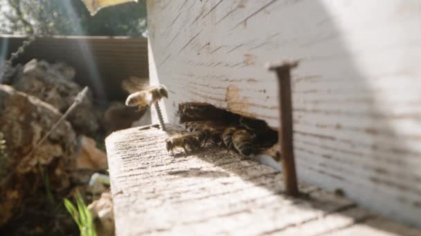 ミツバチは忙しく働き 蜂蜜を集めています 彼らはハイブリッドから戻って来て — ストック動画