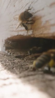 Dikey video. Kovan girişinin makro görüntüsü, arılar güneş ışığı altında bacaklarına nektar taşır..