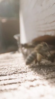 Dikey video. Arı kovanında ahşap kovan, girişte makro çekimler. Arılar bacaklarına nektar taşır..