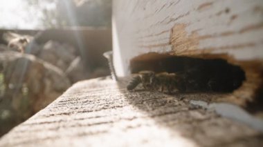 İki arı kovan girişine senkronize olarak iniyor ve içeri giriyor. Makro güneş ışınlarının arka planına karşı.