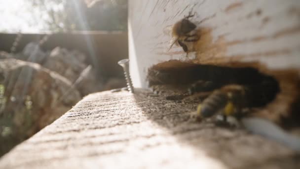 Macro Shot Hive Entrance Bees Bringing Nectar Legs Sunlight — Stock Video