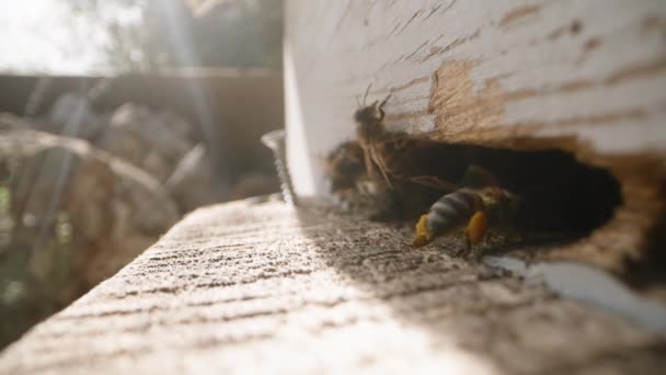 Een Bij Brengt Stuifmeel Voor Honing Zijn Benen Zijn Korf — Stockvideo