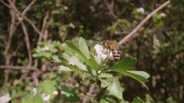 Eine Biene Huscht Von Blüte Blüte Sammelt Pollen Und Bestäubt — Stockvideo