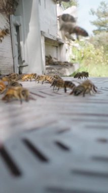 Dikey video. Ormanda arka arkaya birden fazla kovan var. Kamera arka planda yer değiştiriyor. Kovan girişinde birçok arı yakalamak için makro çekimler yapıyor..
