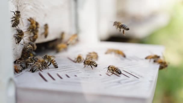 Wejście Ula Licznymi Pszczołami Lecącymi Niego Powolne Zbliżenie — Wideo stockowe