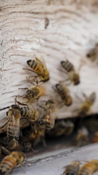 Dikey Video Bacaklarında Turuncu Nektar Olan Arılar Kovan Girişinde Gezinirler — Stok video