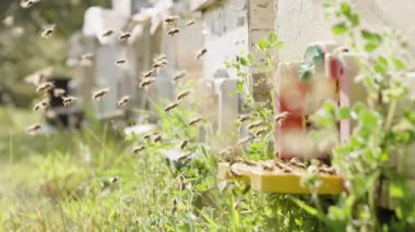 Bir arı sürüsü güneş ışığında kovanın etrafında ağır çekimde uçuyor. Ormandaki Apiary.