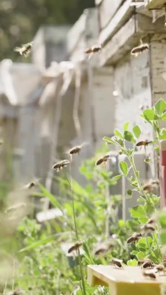 Függőleges Videó Hosszú Sorban Állnak Méhek Kaptár Bejáratánál Mindegyikük Nektárt — Stock videók