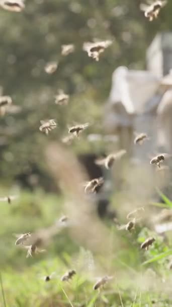 垂直录像 摄像机在森林的蜂窝里跟踪蜜蜂 它们在阳光下来回飞舞 慢动作 — 图库视频影像