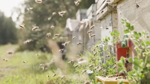 Camera Tracks Bees Hive Forest Fly Back Forth Sunlight Slow — Stock Video