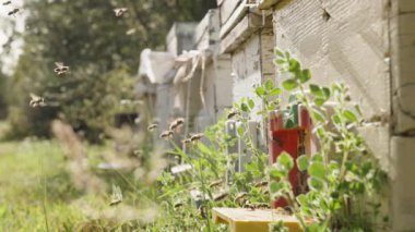 Ormandaki arıların ahşap kovanları, etrafındaki arılar bal için nektar taşır..