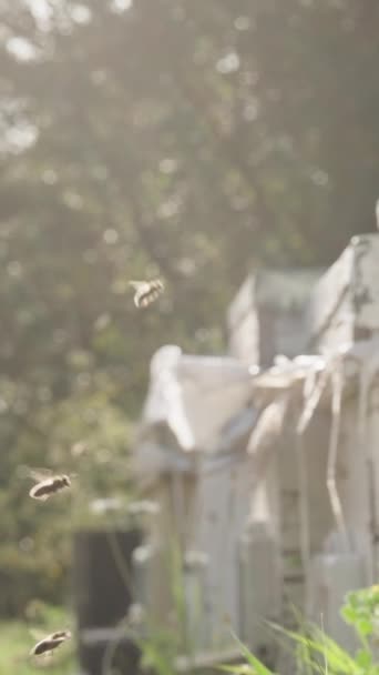 Videoclip Vertical Albinele Poartă Nectar Pentru Miere Sub Lumina Soarelui — Videoclip de stoc