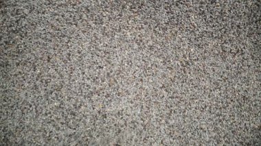 Arkaplan ve kuru haşhaş tohumları aşağı doğru düşüyor. Yakın plan..