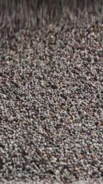 Dikey video. Bir sürü haşhaş tohumu beyaz bir masaya dökülüyor, yavaş çekimde yakın plan..