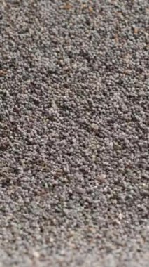 Dikey video. Kuru haşhaş tohumları, dağınık tohumlarla birlikte aşağıya doğru düşer..