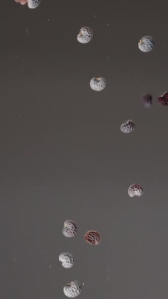 垂直录像 罂粟种子落在玻璃上 角度低 多莉滑翔机 — 图库视频影像