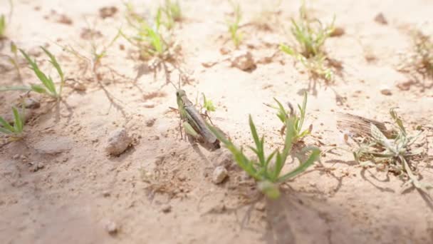一只蚱蜢在阳光灿烂的草地上跳到远方 动作缓慢 — 图库视频影像