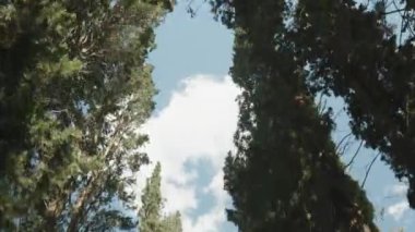 Yürürken ve yukarıdaki uzun çam ağaçlarına bakarken yol boyunca ve mavi gökyüzüne.