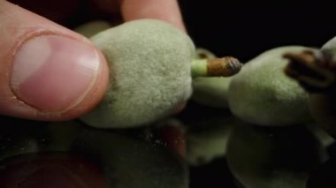 Bir erkek eli siyah masaya yeşil badem koyar. Dolly kaydırıcı, yakın plan..