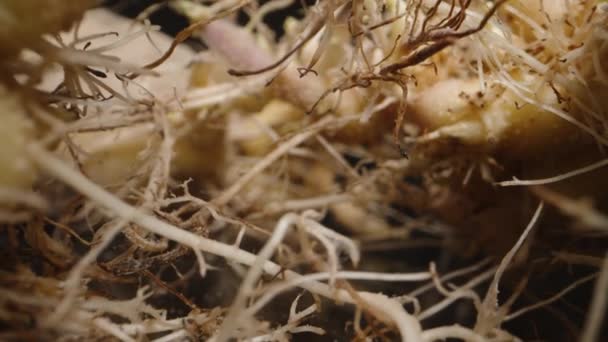 Korzenie Wyrastające Ziemniaków Kamera Prześlizguje Się Przez Nie Suwak Dolly — Wideo stockowe