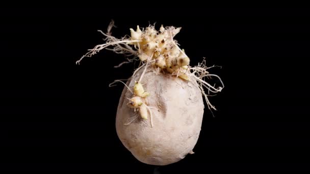 Verwende Rauwe Aardappelen Met Gekiemde Wortels Cyclische Rotatie Een Zwarte — Stockvideo