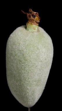 Dikey video. Yeşil badem, döngüsel dönüş siyah arkaplan üzerinde izole.