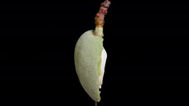 İçinde yumuşak beyaz bir çekirdek olan yeşil bir bademin yarısı, siyah bir arkaplanda dönüyor..