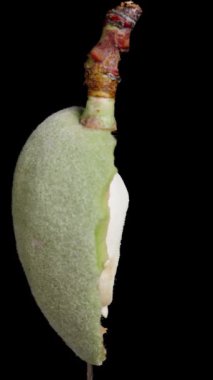 Dikey video. İçinde yumuşak beyaz bir çekirdek olan yeşil bir bademin yarısı, siyah bir arkaplanda dönüyor..