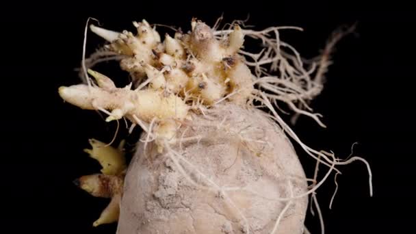 Φύτεψε Ρίζες Από Ακατέργαστες Πατάτες Περιστροφή Μαύρο Φόντο Κοντινό Πλάνο — Αρχείο Βίντεο