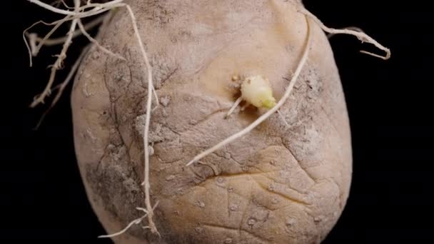 Eine Alte Kartoffelknolle Auf Schwarzem Hintergrund Mit Sprießenden Wurzeln Darüber — Stockvideo