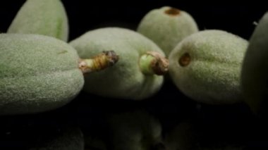 Siyah bir masaya saçılmış yeşil bademler arasından geri geri gitmek. Dolly kaydırıcı, yakın plan..