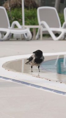 Vertical video. Crow Soaks Bread in the Pool and Eats It.