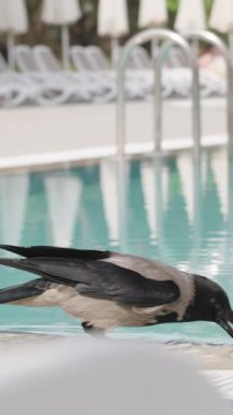 Vertical video. Crow Walks Along the Pool Edge, Prods Something in the Water, and Eats, Then Flies Away in Alarm. Slow Motion.