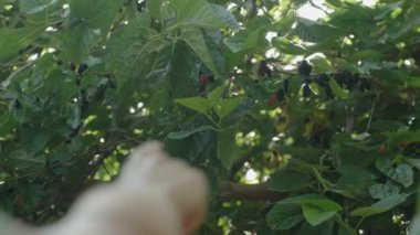 Dut ağacının dallarından geçen güneş ışığı olgun meyveleri gösteren bir kadının eli gibidir. Yavaş Hareket.