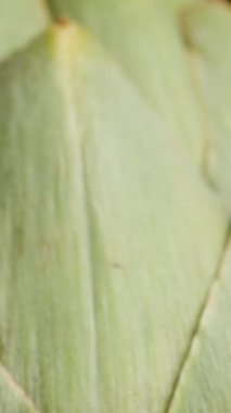 Dikey video. Makro 'daki Enginarın Yukardan Aşağı Genel Bakışı, Dairesel Döndürme.