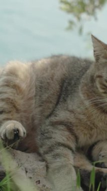 Dikey video. Çizgili Vahşi Kedi Bana Bakar ve Kafasını Kayalıklara yaslar, Arkaplanda Deniz. Dağlarda yürümekten yoruldu..