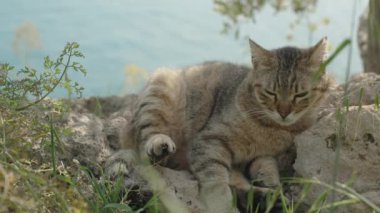 Çizgili Vahşi Kedi Bana Bakar ve Kafasını Kayalıklara yaslar, Arkaplanda Deniz. Dağlarda yürümekten yoruldu..