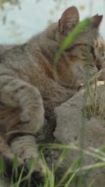 Dikey video. Bir Sokak Kedisi Arkaplanda Denizle Güneşin Altında Kayanın Üzerinde Güneşleniyor.
